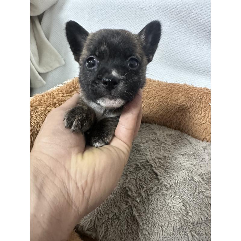 販売中の福岡県のミックス犬-453270の2枚目