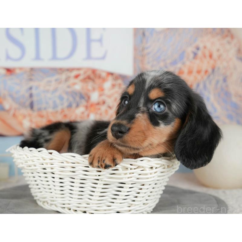 販売中の埼玉県のミニチュアダックスフンド(ロングヘアード)-453273の6枚目