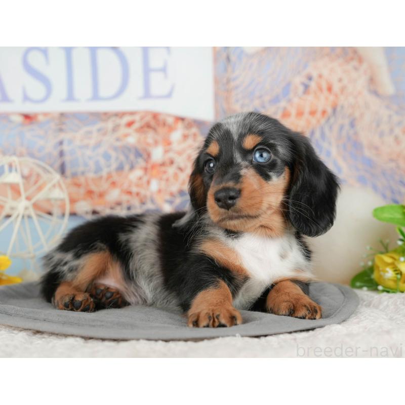 販売中の埼玉県のミニチュアダックスフンド(ロングヘアード)-453273の4枚目