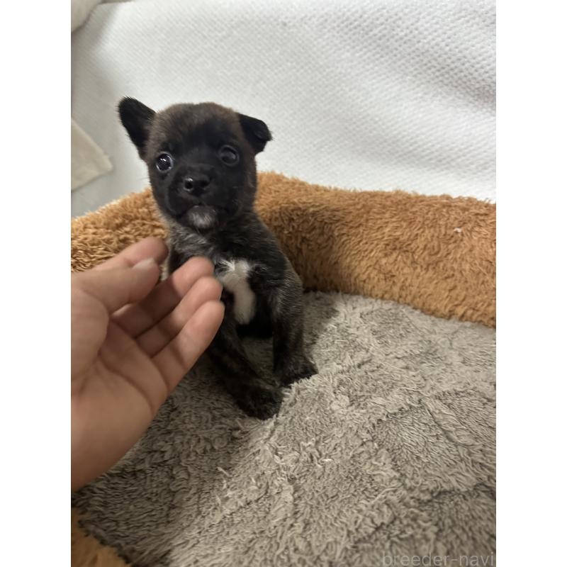 販売中の福岡県のミックス犬-453275の2枚目