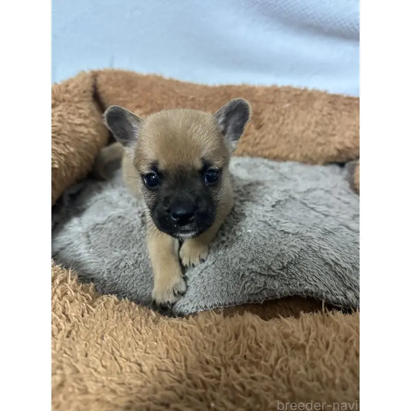 販売中の福岡県のミックス犬-453276の2枚目