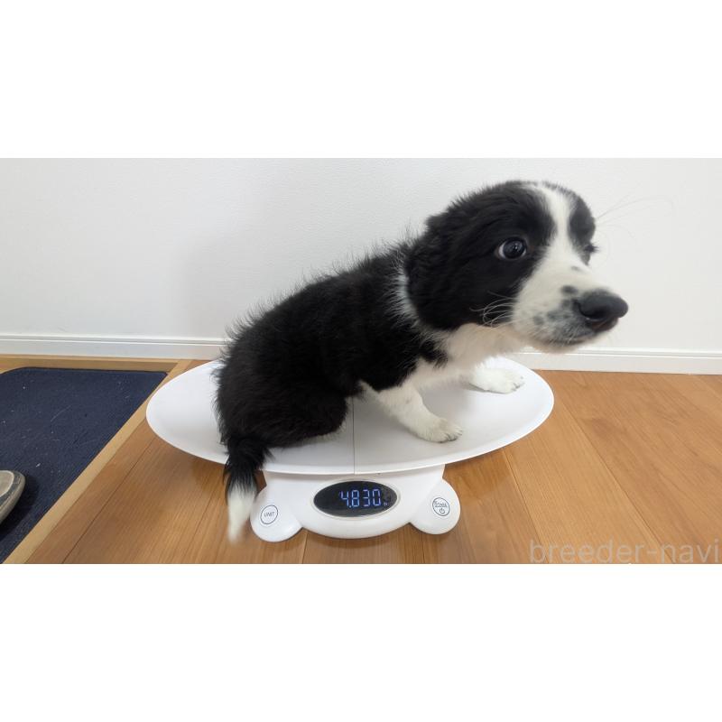 販売中の岐阜県のボーダーコリー-443789の14枚目