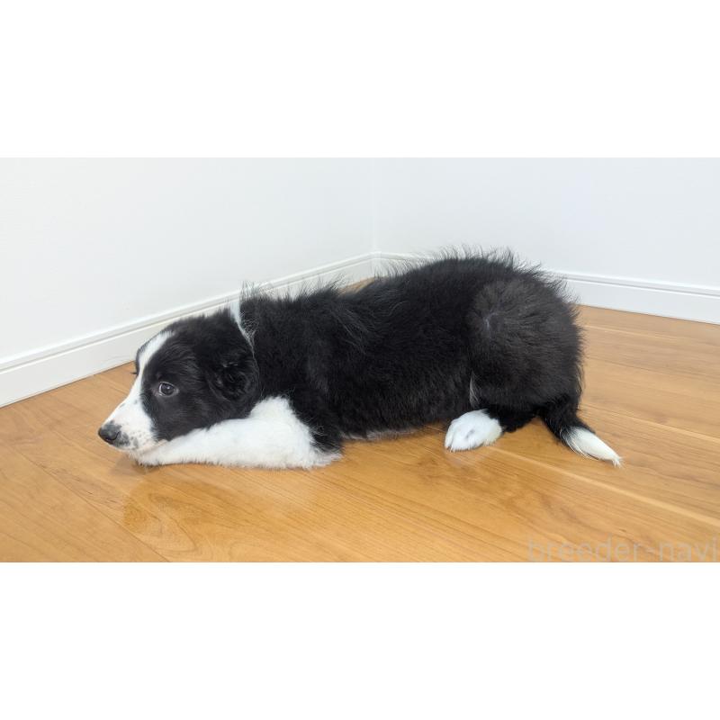 販売中の岐阜県のボーダーコリー-443789の13枚目