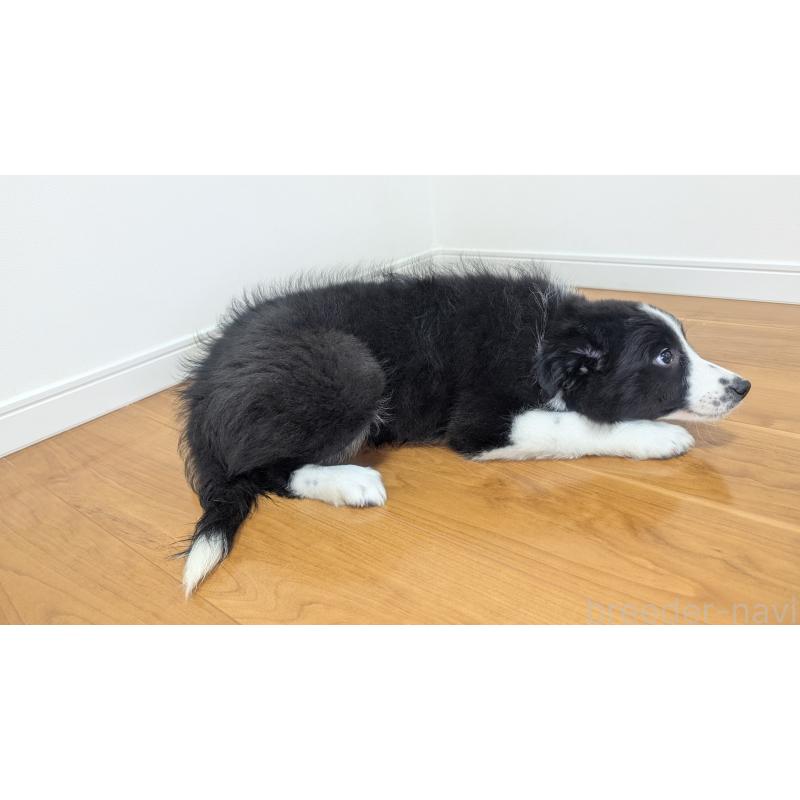 販売中の岐阜県のボーダーコリー-443789の12枚目