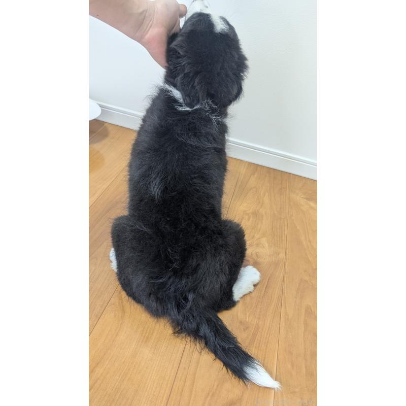 販売中の岐阜県のボーダーコリー-443789の10枚目