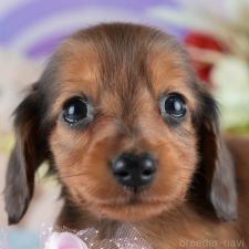 ♀︎ミニチュアダックスフンド(ロングヘアード)