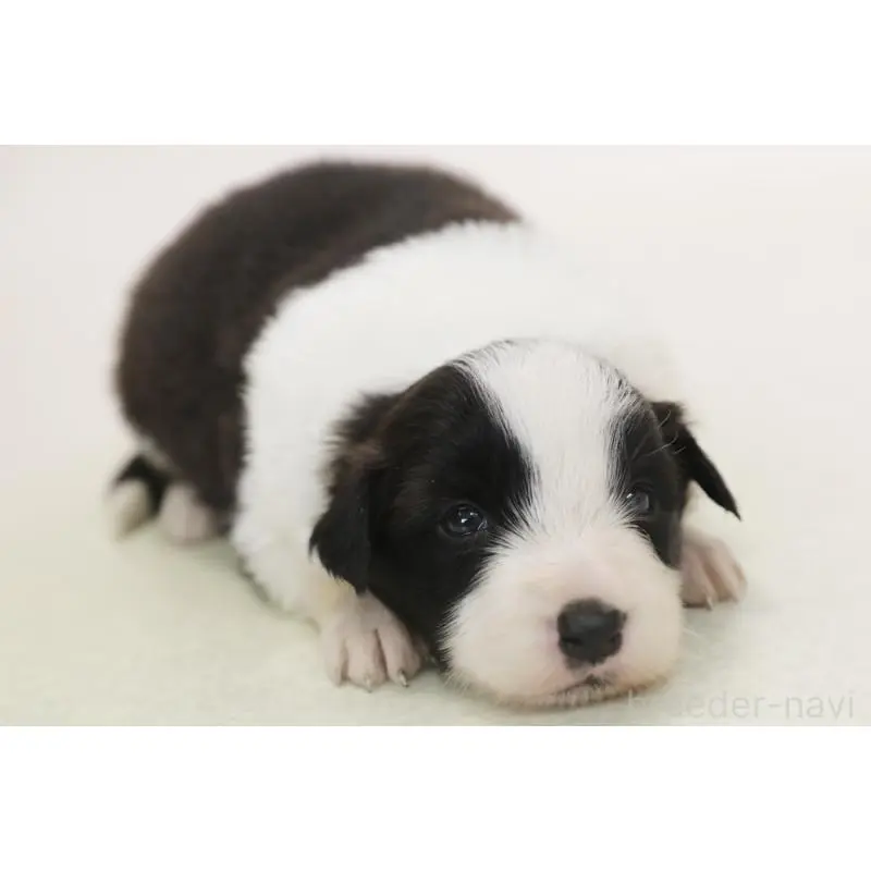 販売中の神奈川県のボーダーコリー-453271の6枚目