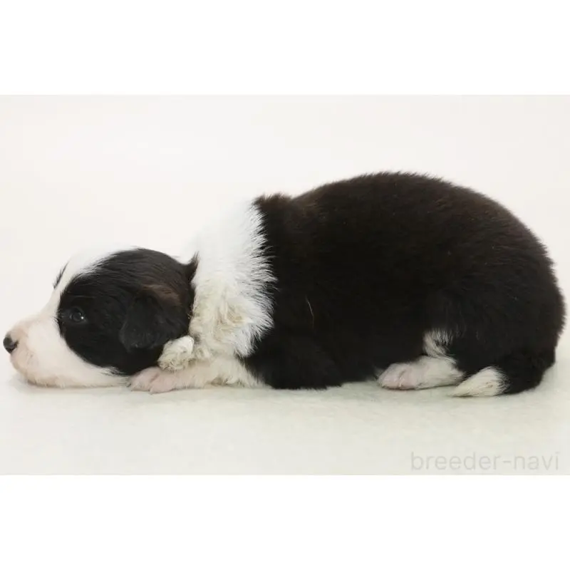 販売中の神奈川県のボーダーコリー-453271の5枚目