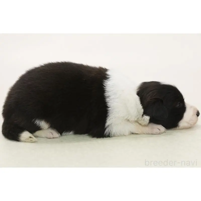 販売中の神奈川県のボーダーコリー-453271の4枚目