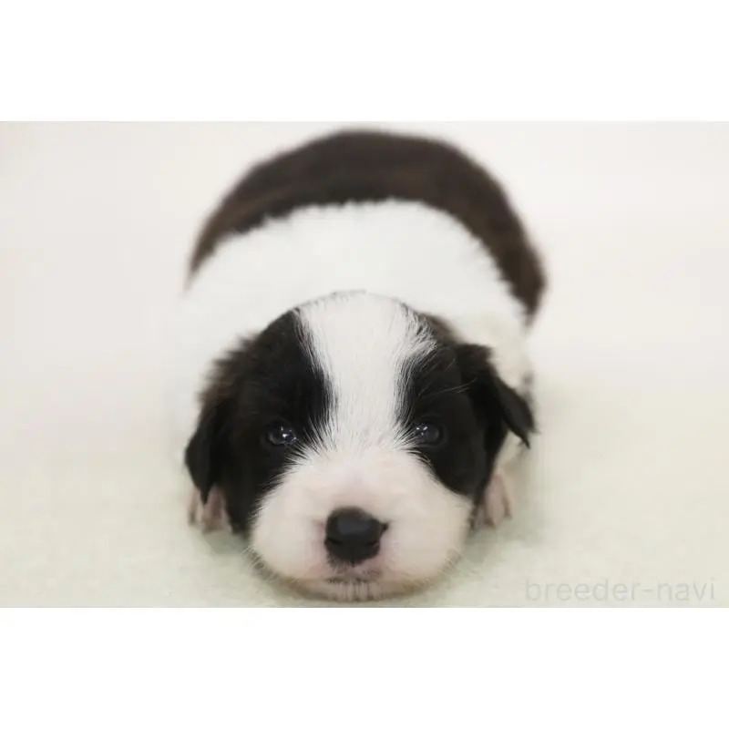 販売中の神奈川県のボーダーコリー-453271の3枚目