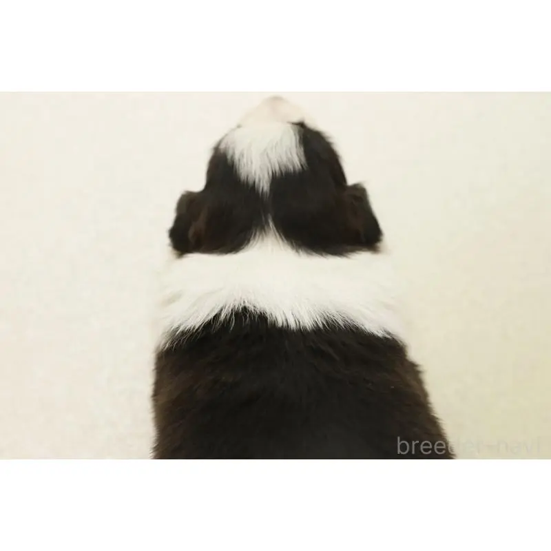 販売中の神奈川県のボーダーコリー-453271の2枚目