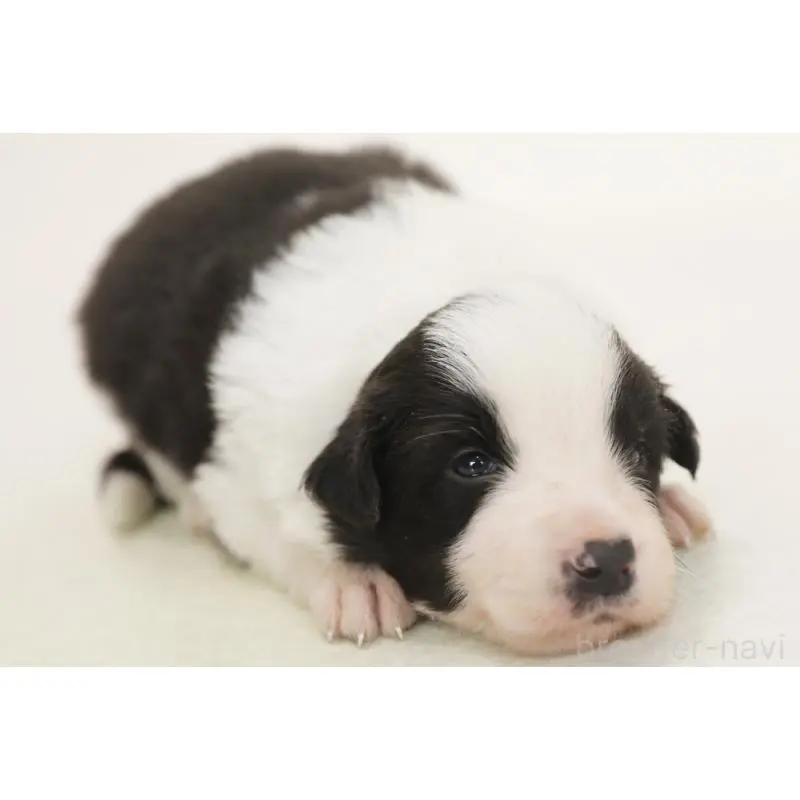 販売中の神奈川県のボーダーコリー-453274の6枚目