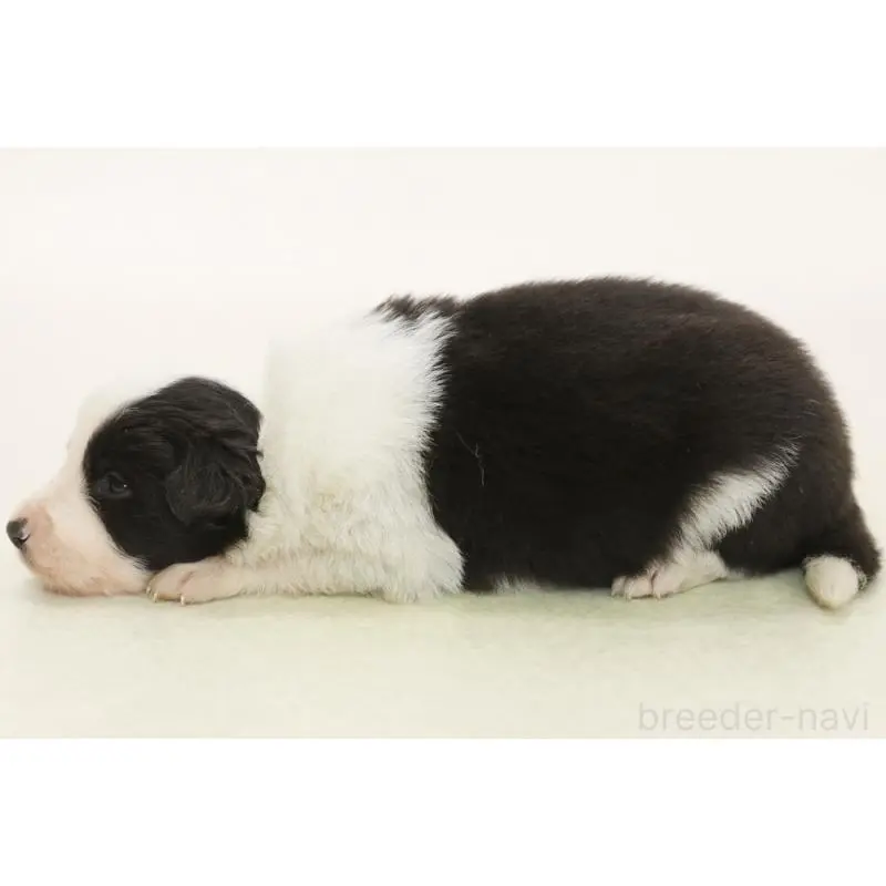 販売中の神奈川県のボーダーコリー-453274の5枚目