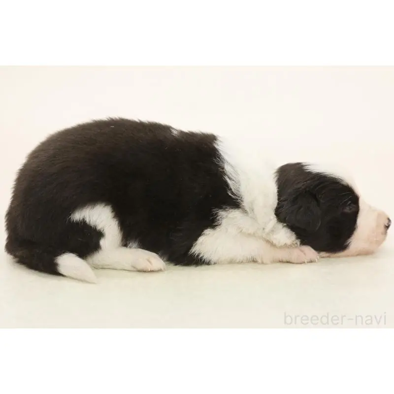 販売中の神奈川県のボーダーコリー-453274の4枚目