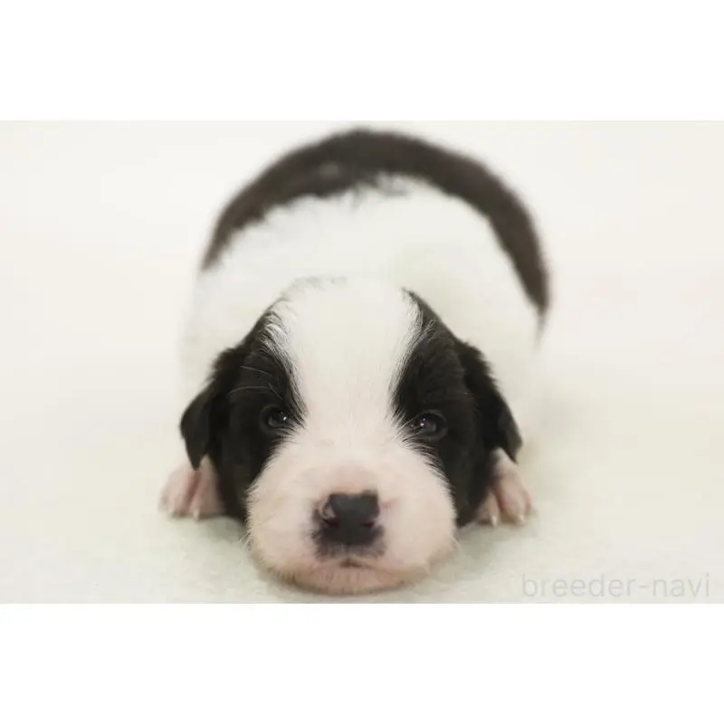 販売中の神奈川県のボーダーコリー-453274の3枚目