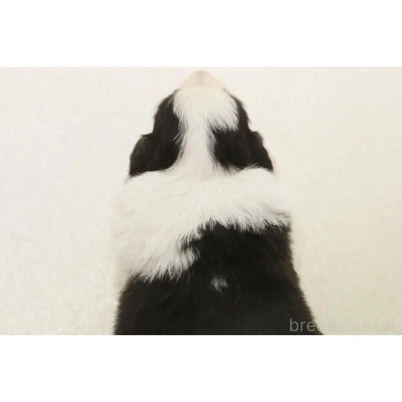 販売中の神奈川県のボーダーコリー-453274の2枚目