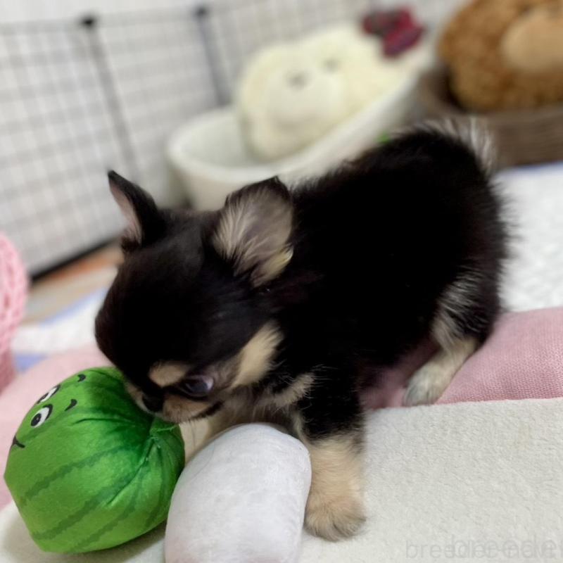 販売中の栃木県のミックス犬-453279の6枚目