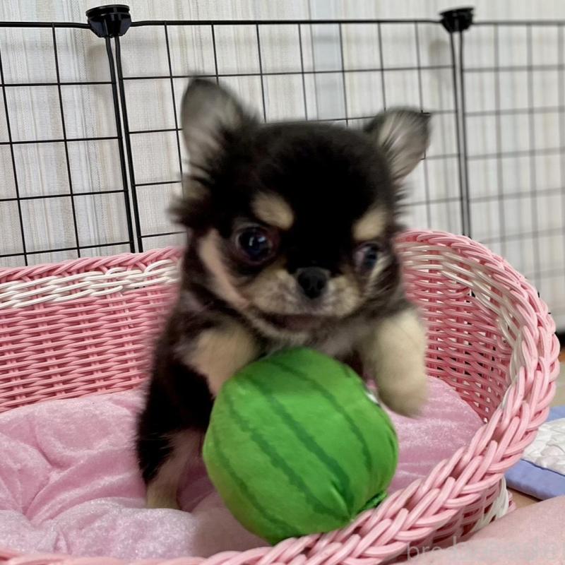 販売中の栃木県のミックス犬-453279の5枚目