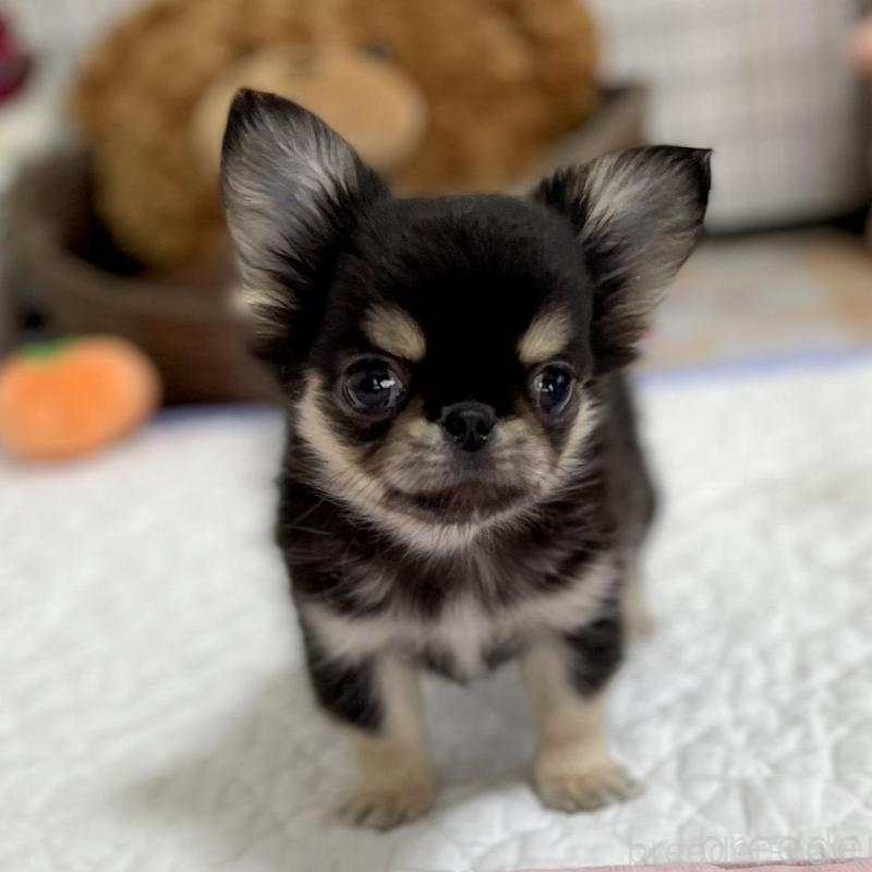 販売中の栃木県のミックス犬-453279の4枚目