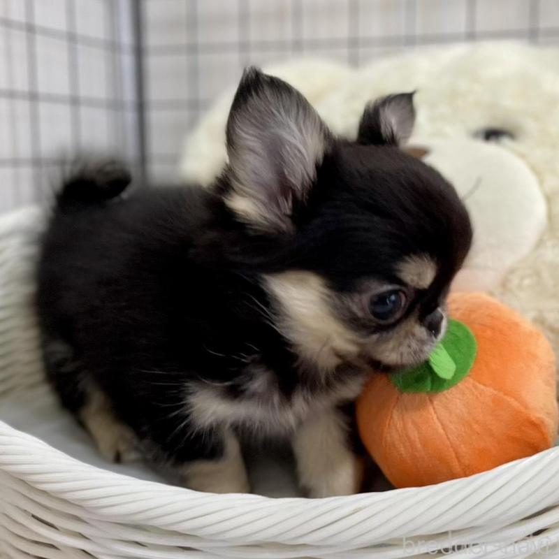 販売中の栃木県のミックス犬-453279の3枚目