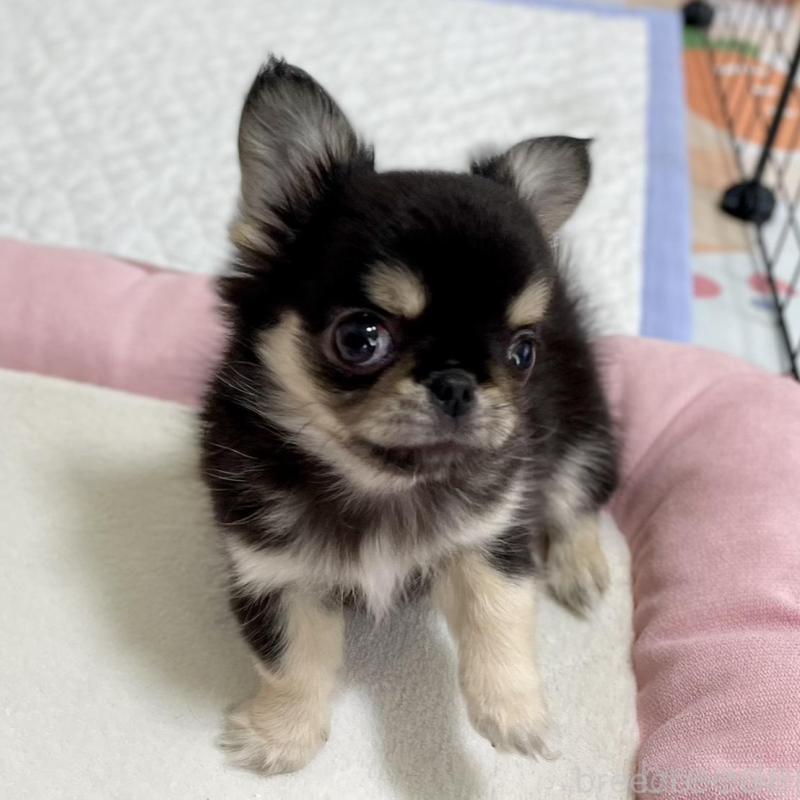 販売中の栃木県のミックス犬-453279の2枚目