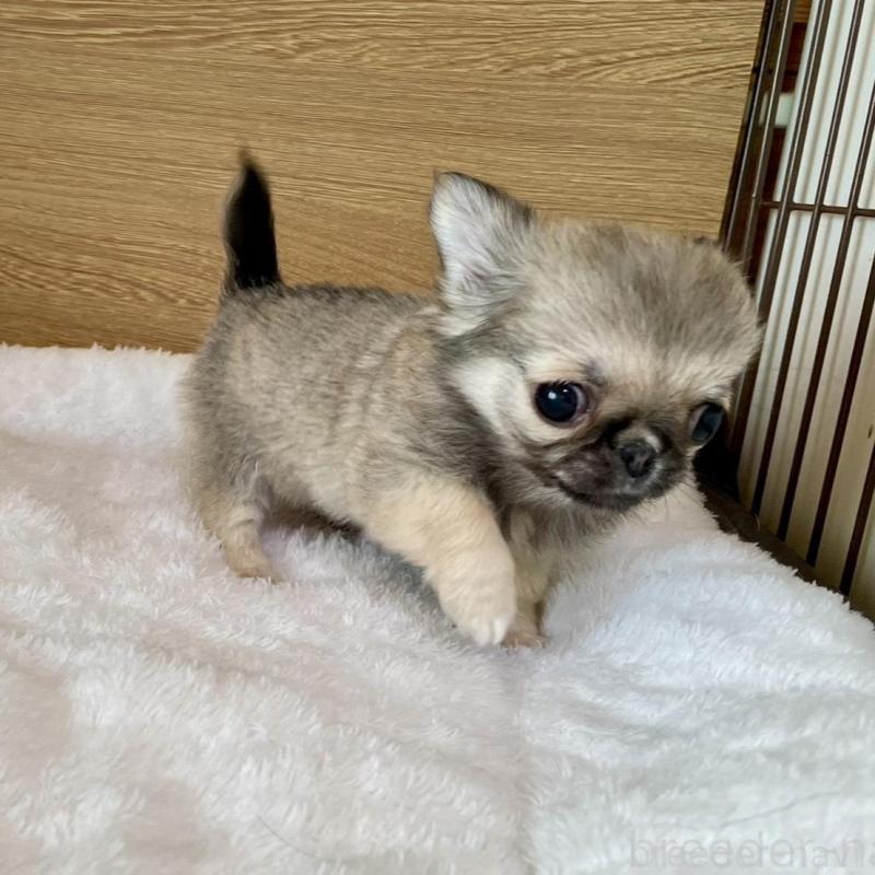 販売中の栃木県のミックス犬-453280の6枚目