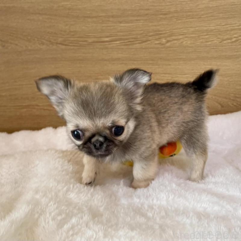 販売中の栃木県のミックス犬-453280の5枚目