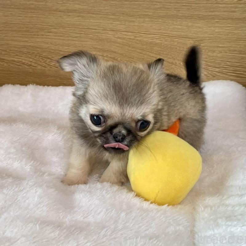 販売中の栃木県のミックス犬-453280の4枚目