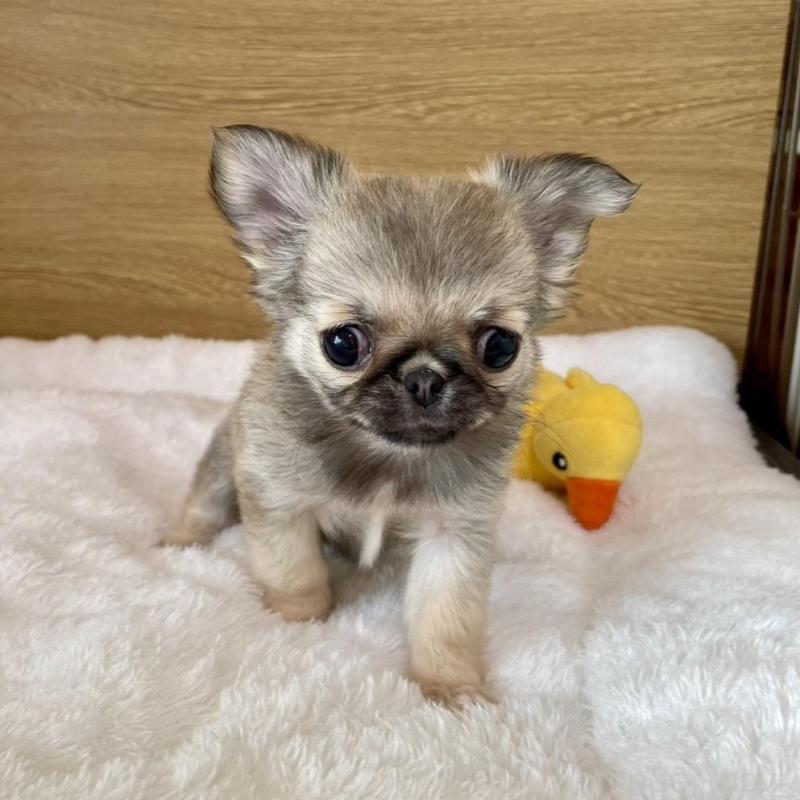 販売中の栃木県のミックス犬-453280の3枚目