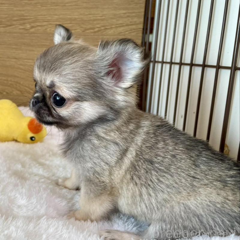 販売中の栃木県のミックス犬-453280の2枚目