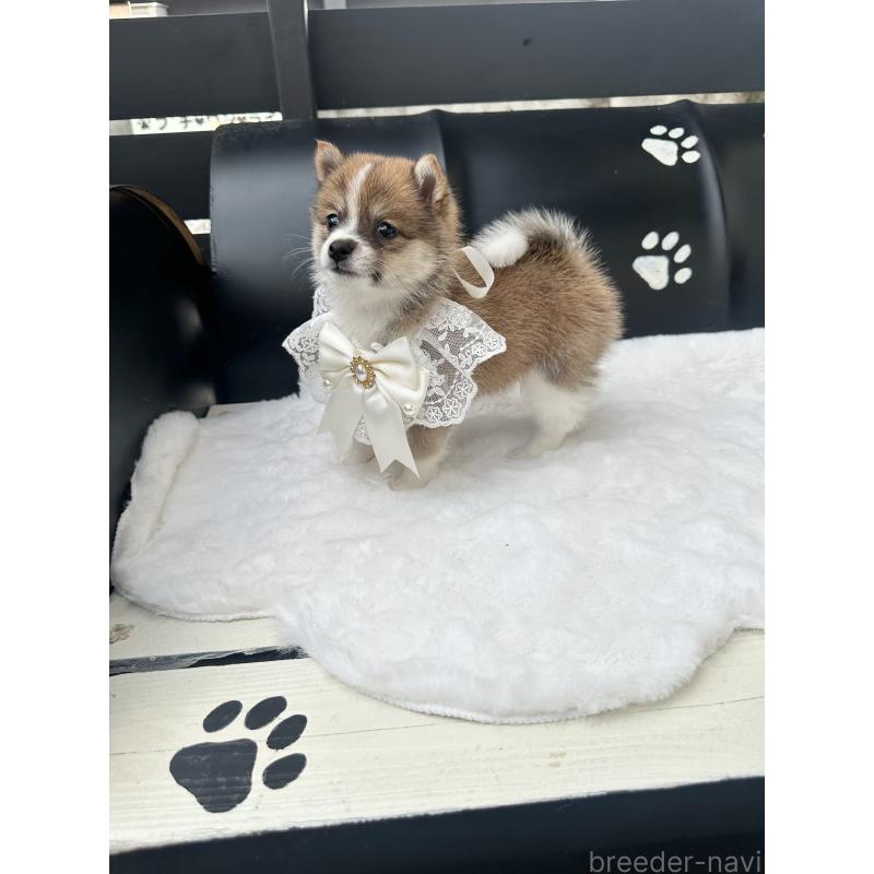 販売中の福岡県のミックス犬-452345