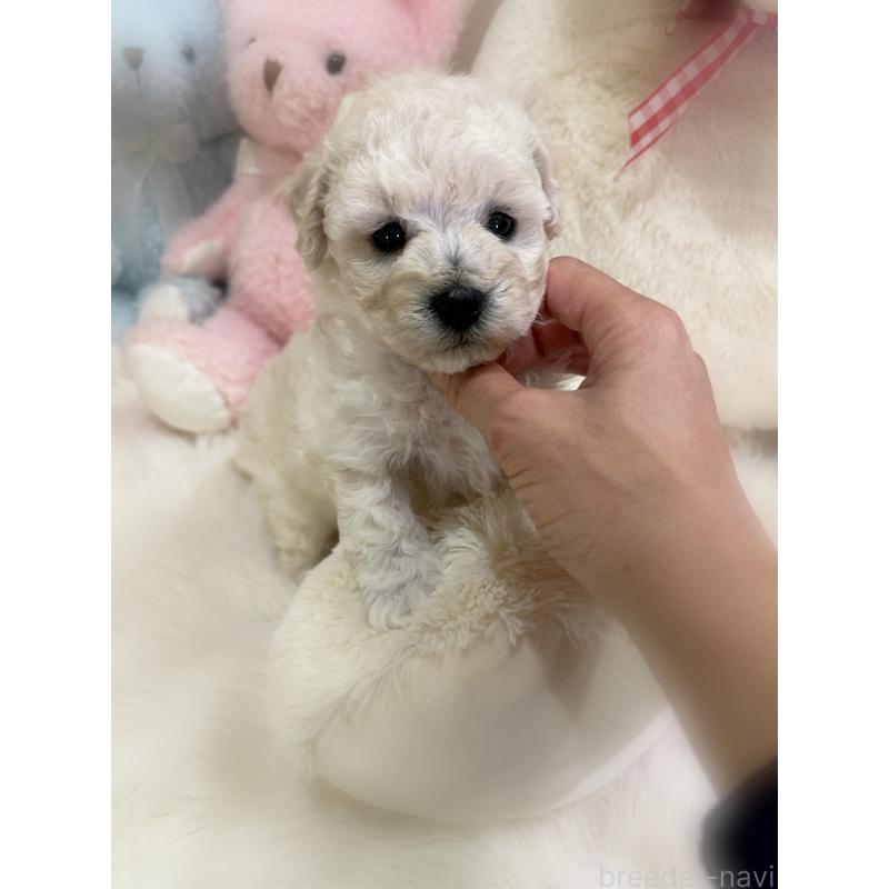 販売中の香川県のビションプー:ビションフリーゼ×トイプードル-451769の8枚目