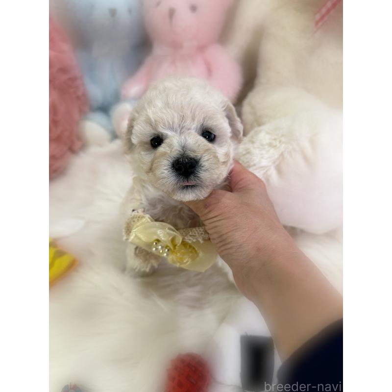 販売中の香川県のビションプー:ビションフリーゼ×トイプードル-451769の7枚目