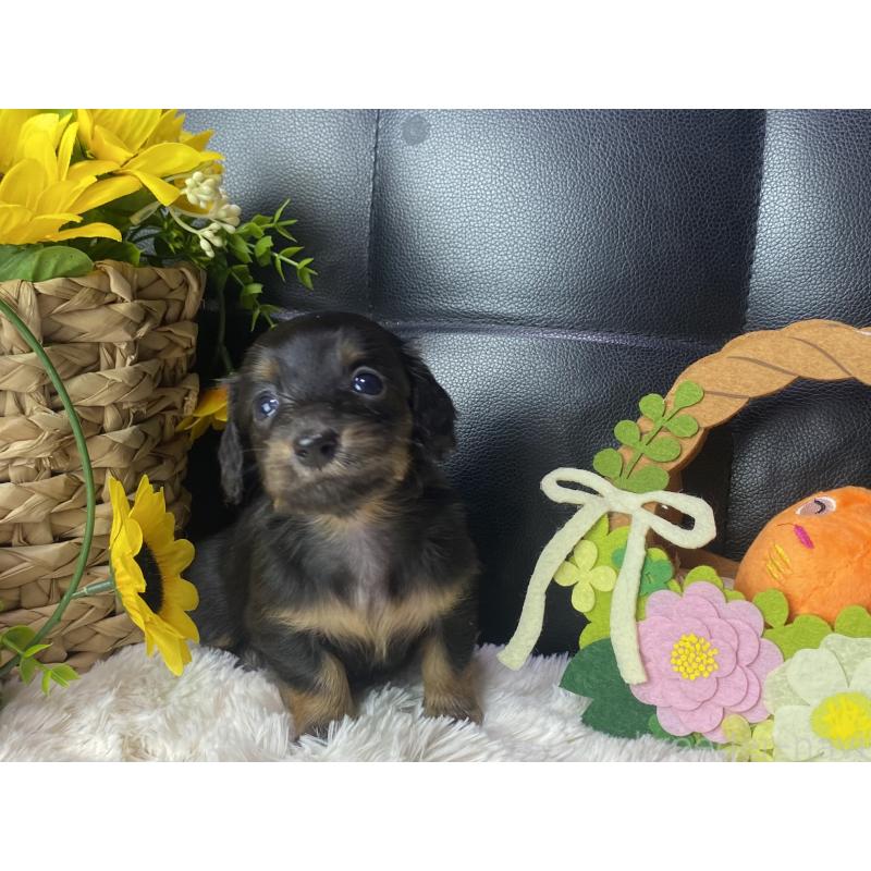 販売中の岐阜県のミニチュアダックスフンド(ロングヘアード)-450275の5枚目