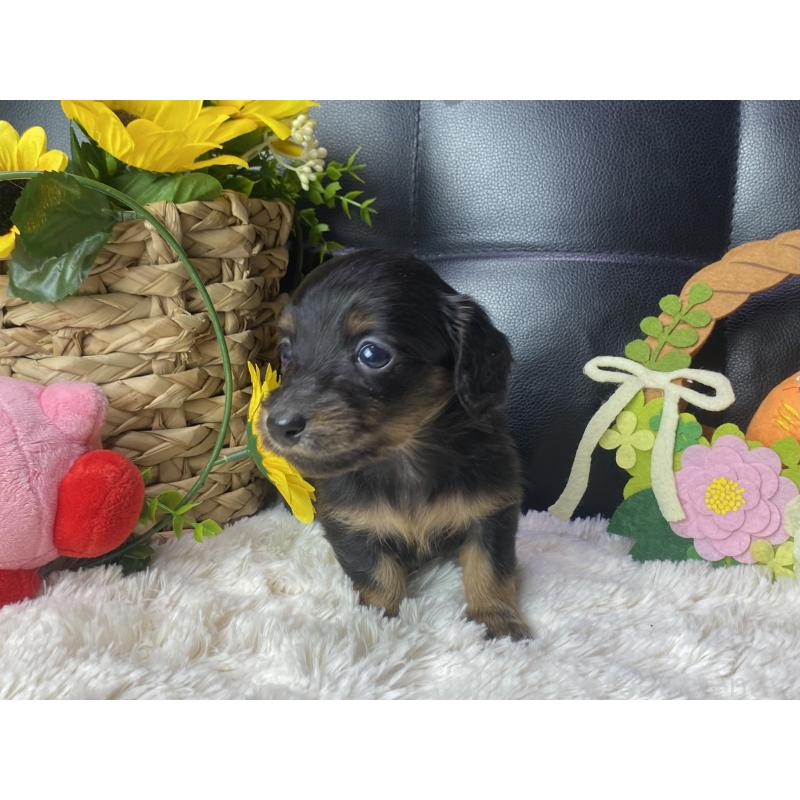販売中の岐阜県のミニチュアダックスフンド(ロングヘアード)-450275の4枚目