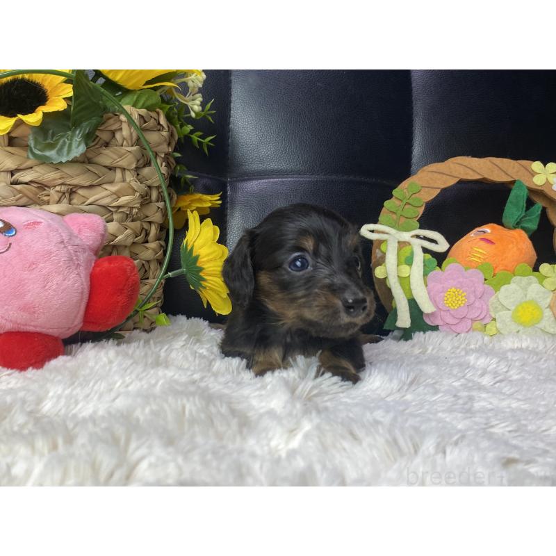 販売中の岐阜県のミニチュアダックスフンド(ロングヘアード)-450275の3枚目