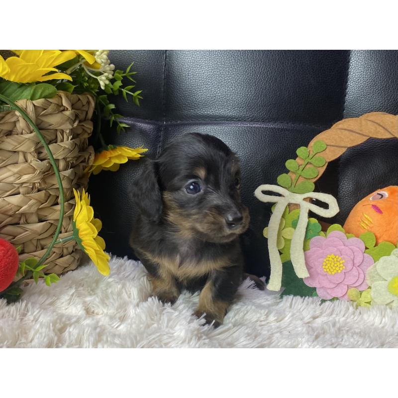 販売中の岐阜県のミニチュアダックスフンド(ロングヘアード)-450275の2枚目