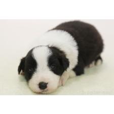 ♀︎ボーダーコリー