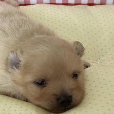 ♀︎ポメラニアン