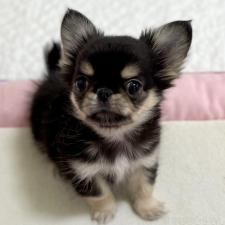 ♀︎ミックス犬