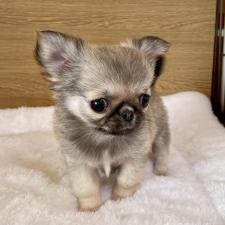 ♀︎ミックス犬