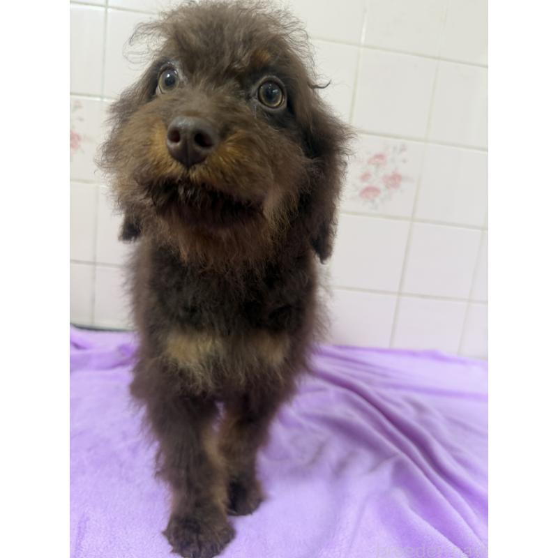 販売中の千葉県のバーニードゥードル:バーニーズ×スタンダードプードル-453090の6枚目