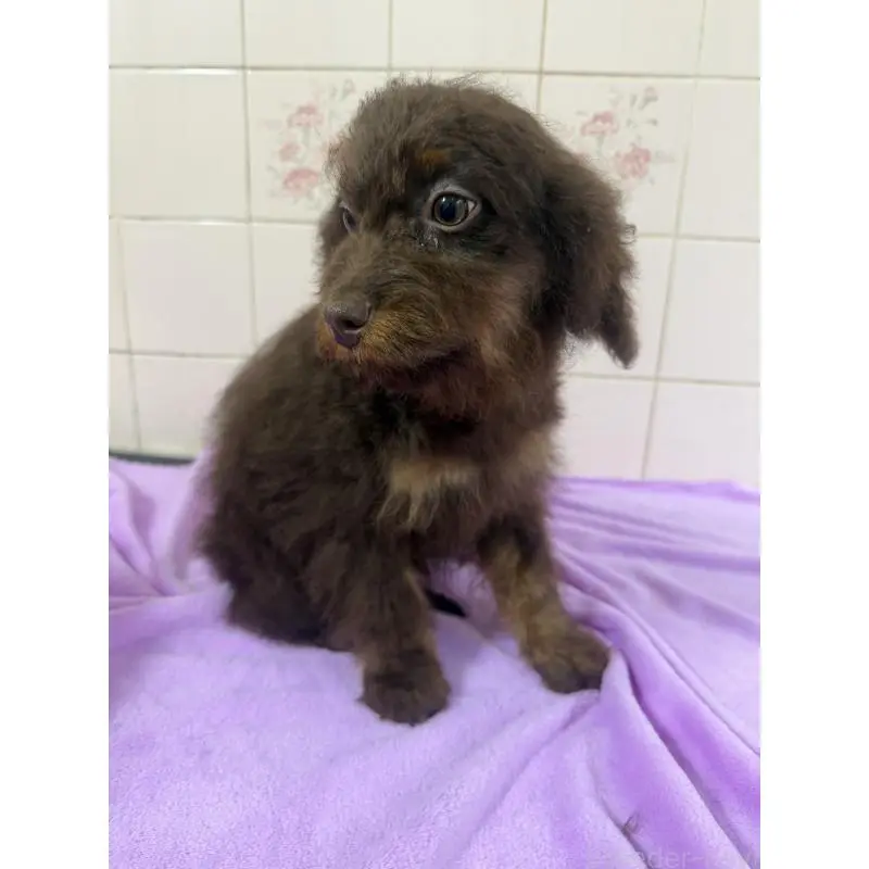 販売中の千葉県のバーニードゥードル:バーニーズ×スタンダードプードル-453090の5枚目