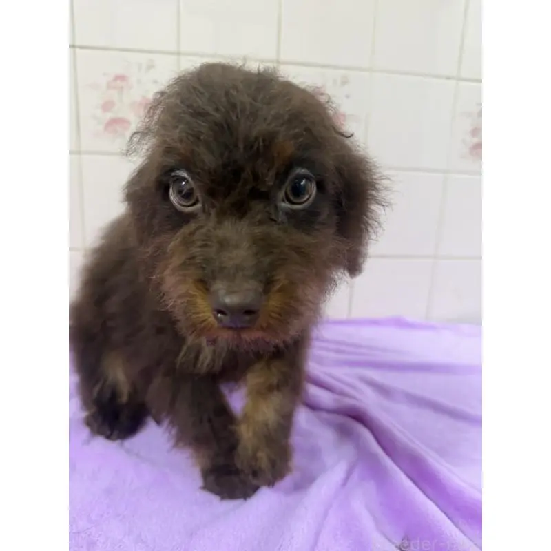 販売中の千葉県のバーニードゥードル:バーニーズ×スタンダードプードル-453090の4枚目