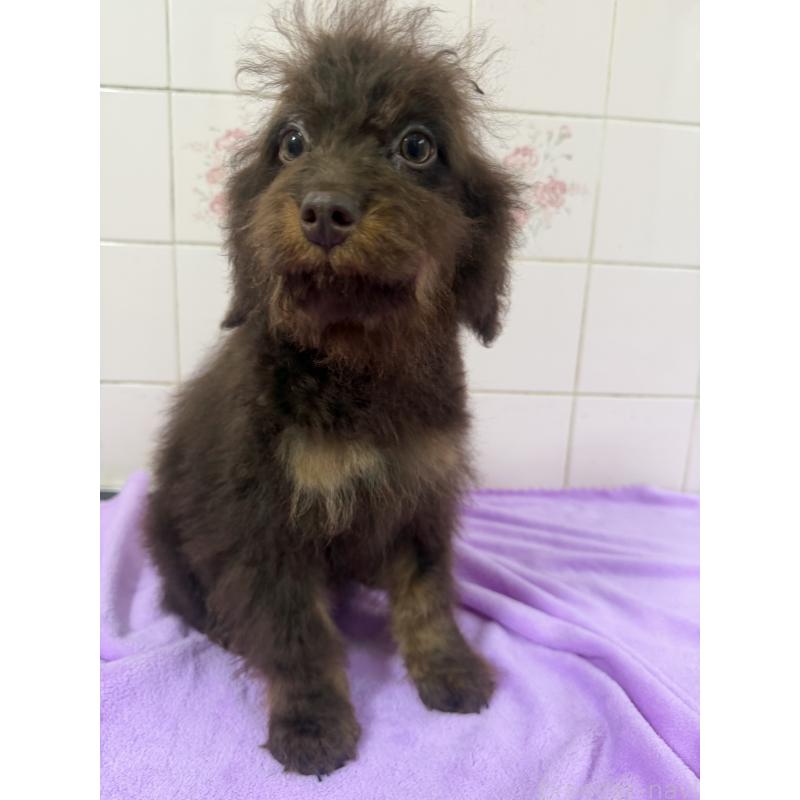 販売中の千葉県のバーニードゥードル:バーニーズ×スタンダードプードル-453090の3枚目