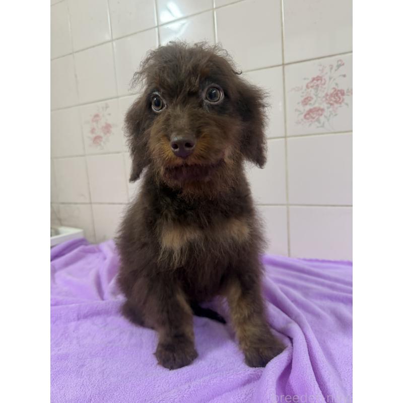 販売中の千葉県のバーニードゥードル:バーニーズ×スタンダードプードル-453090の2枚目