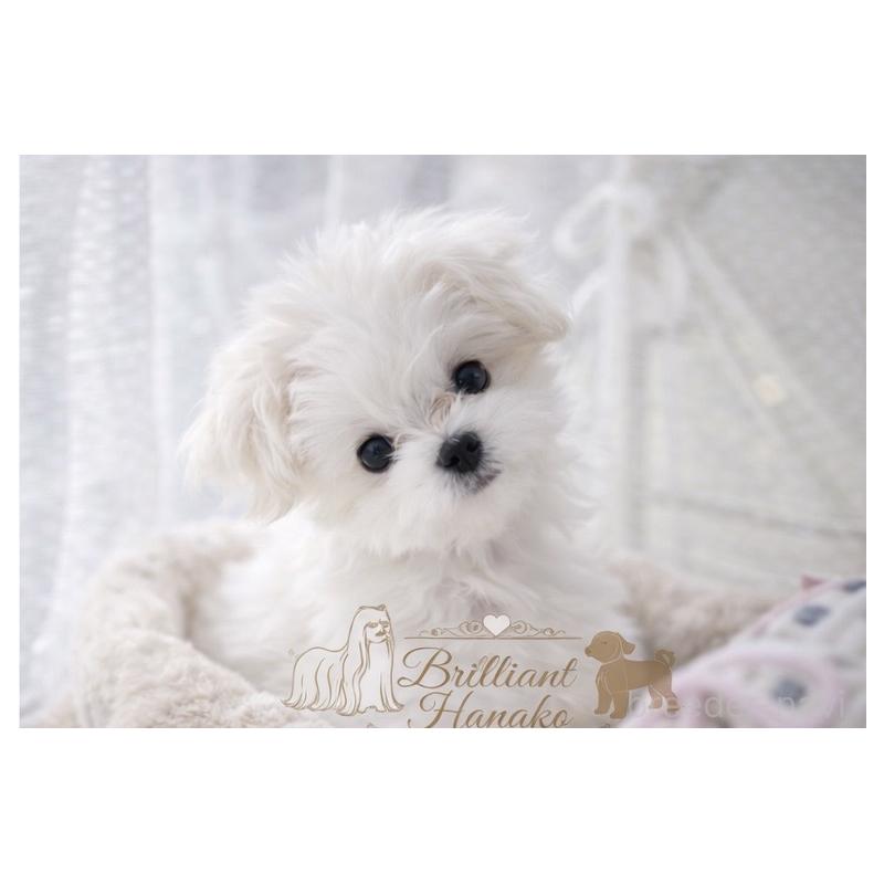 販売中の大阪府のマルチーズ-453283の5枚目