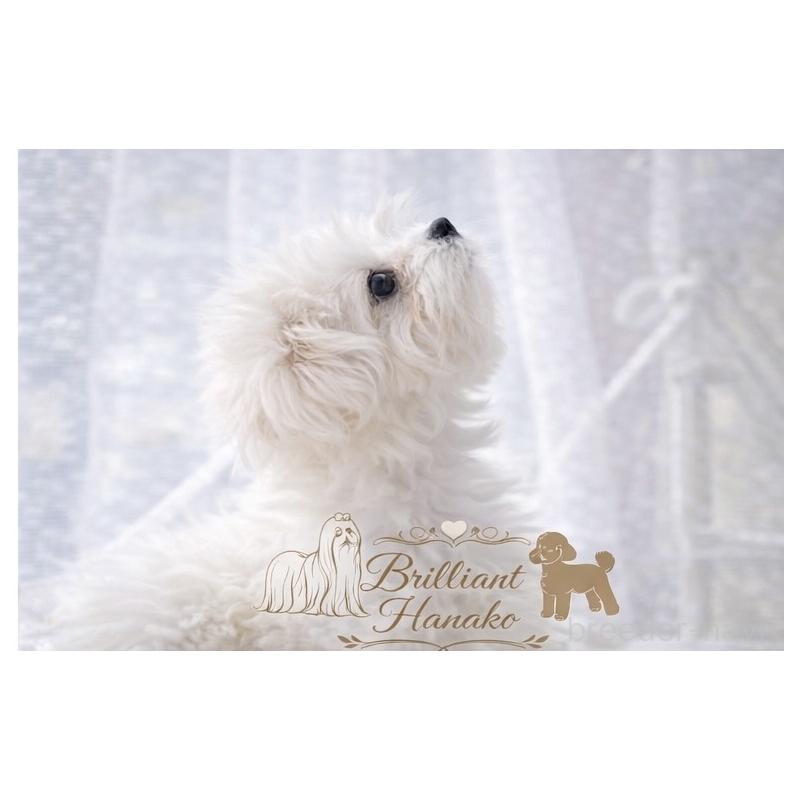 販売中の大阪府のマルチーズ-453283の4枚目