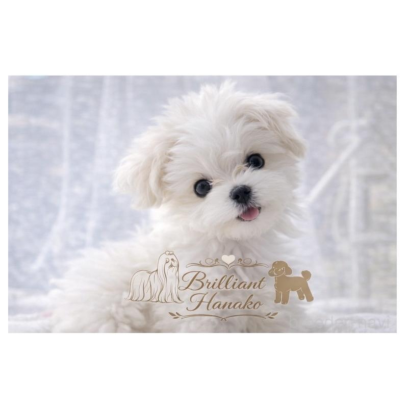 販売中の大阪府のマルチーズ-453283の3枚目