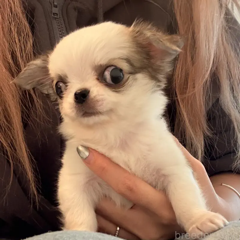 販売中の大阪府のチワワ(ロングコート)-453284の8枚目